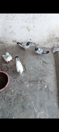 kabutar vechavana che 7 na