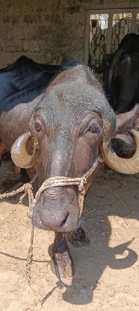 બે ભેંસો વેચવાની છે