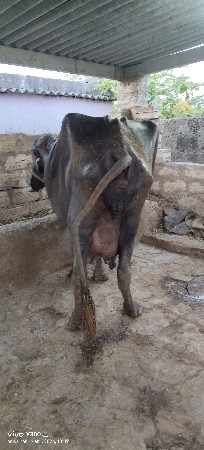 ભેંસ વેચવાની છે