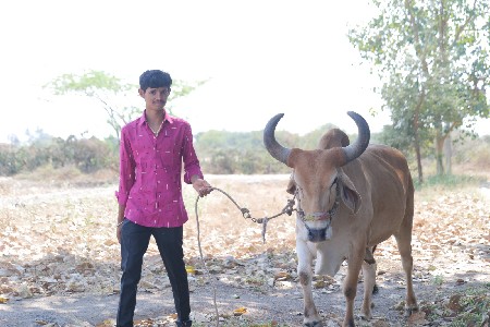 ગોઠલા વેચવાના છે.