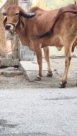 थंबनेल 2