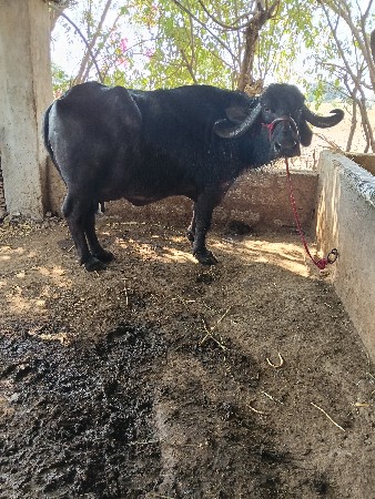 थंबनेल 1