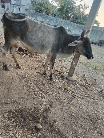 ગાય વેચવાની છે