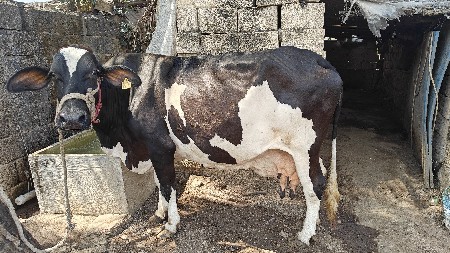 થંબનેલ 2