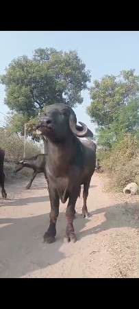 थंबनेल 3