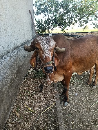 દેશી ગીર ગાય‌ વેચવાની છે