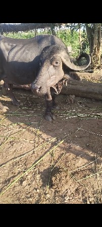 ભેંશ વેચવાની છે