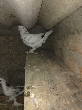 थंबनेल 2