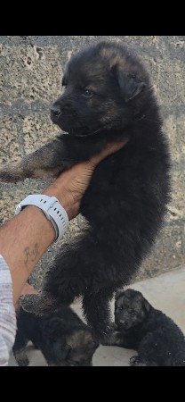 थंबनेल 3