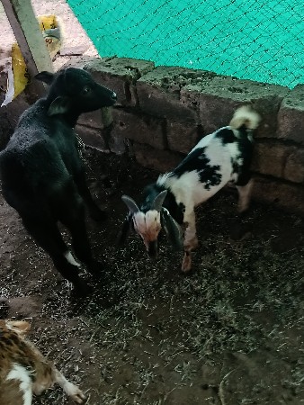 3 બકરા 1 બકરી વેચવાની છે