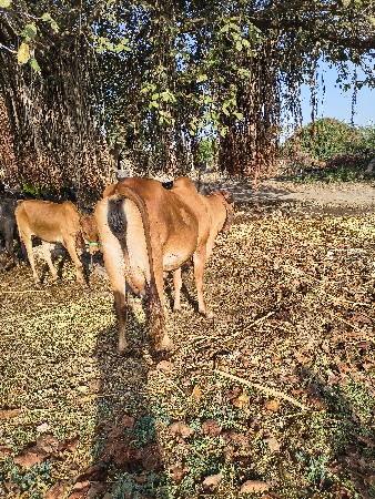 થંબનેલ 3