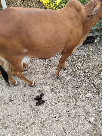 ગાય વેશવાની  વીશ થી પછી દીનીવા