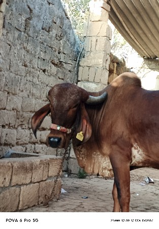 થંબનેલ 2