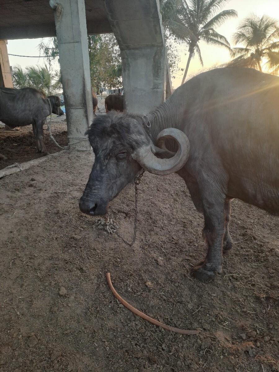 थंबनेल 2