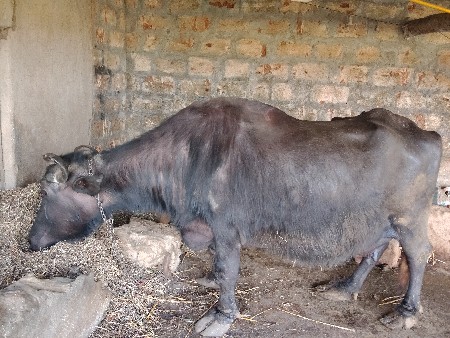 थंबनेल 2