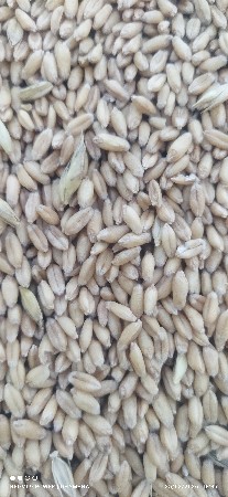 લોકવન ઘવ