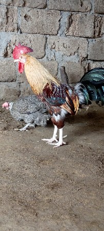 દેશી જોડી