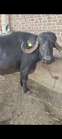 વેશવાનિસે