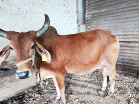 ગાય વેચવાની છે