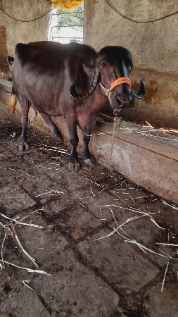 थंबनेल 3