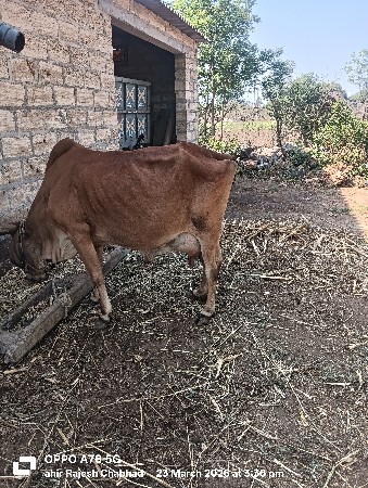 થંબનેલ 3