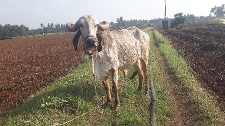 બળદ વેચવાનો છે