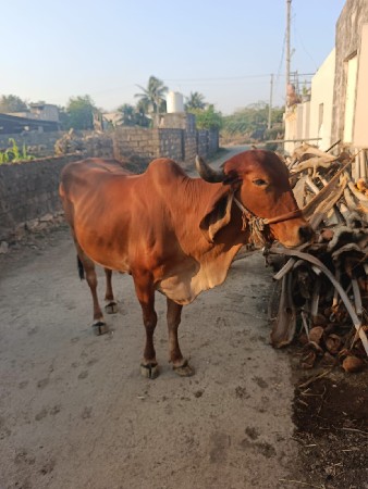 ગાય વેચવાની છે