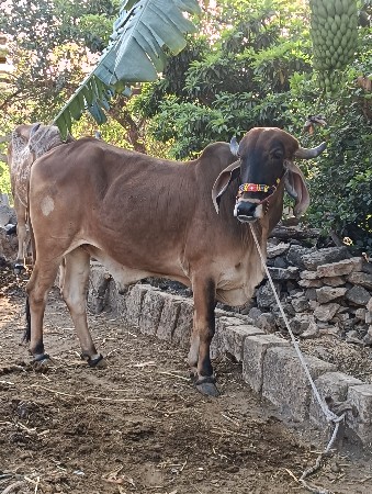 બળદ વેચવાના છે
