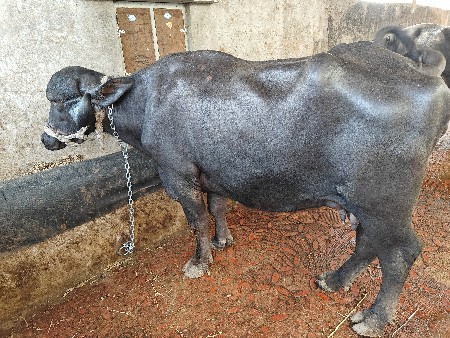 ભેંસ વેચવાની છે