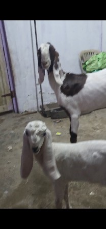 બકરી ને બચલી રાજેશથાની