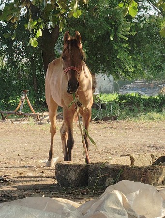 વેચવાની છે