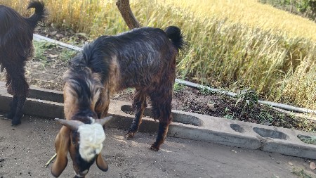 થંબનેલ 2