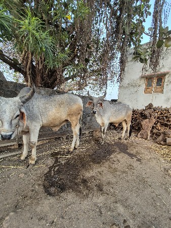 थंबनेल 2