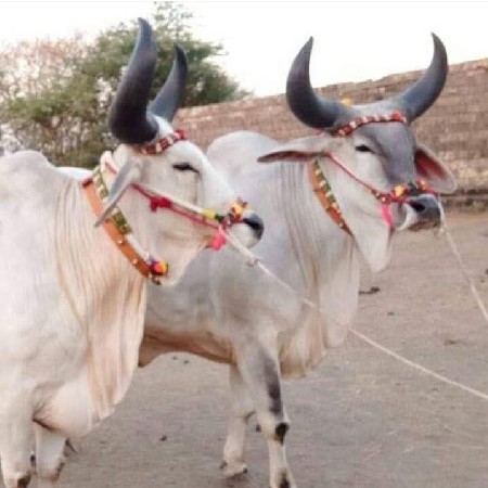 દેવાતભાઈ