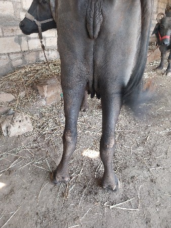 થંબનેલ 2