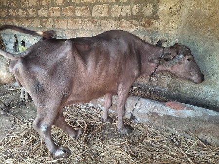 ભેસ વેસવા ની છે