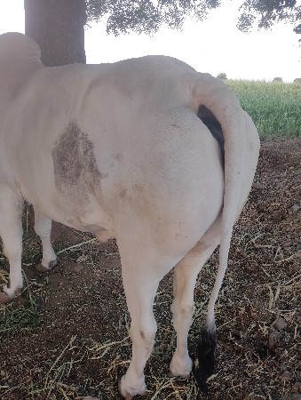 થંબનેલ 2