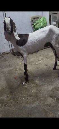 थंबनेल 3