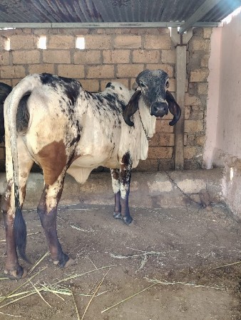 વાસડી વેસવાની સે