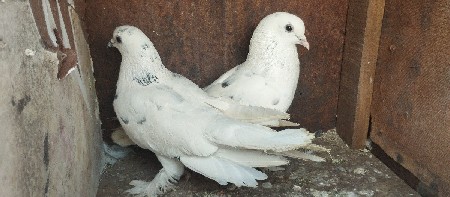 કબૂતર વેચવાના છે