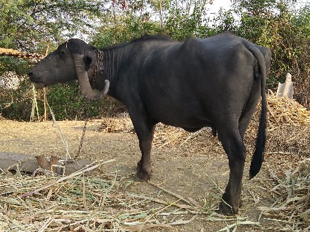 ત્રીજું.વેતર.પારેટી
