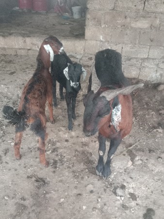 થંબનેલ 3