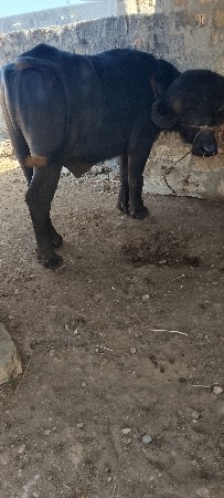 थंबनेल 3