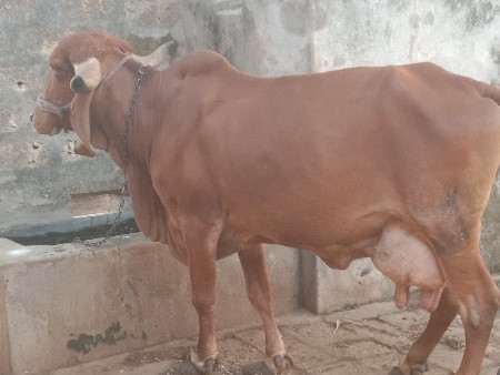 थंबनेल 2