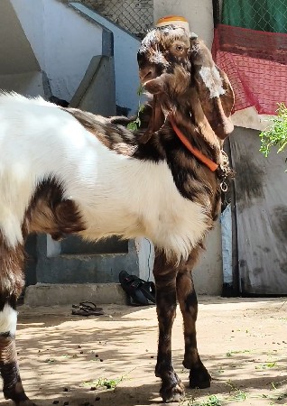 થંબનેલ 3