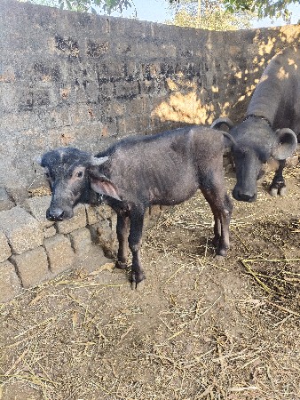 પાડી વેચવાની છે