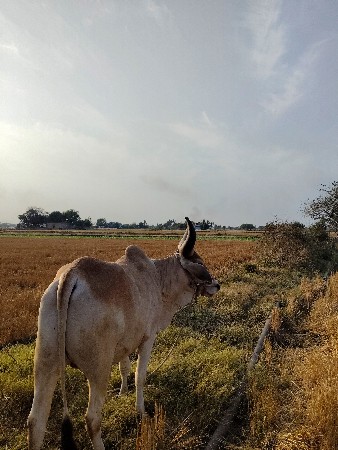 ગોઢલા વેચવાના છે