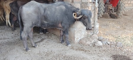 थंबनेल 3