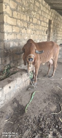 ગાય વેચવાની