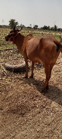 ગાય વેચાવાનીછે પેલુવેતરવીયાણી